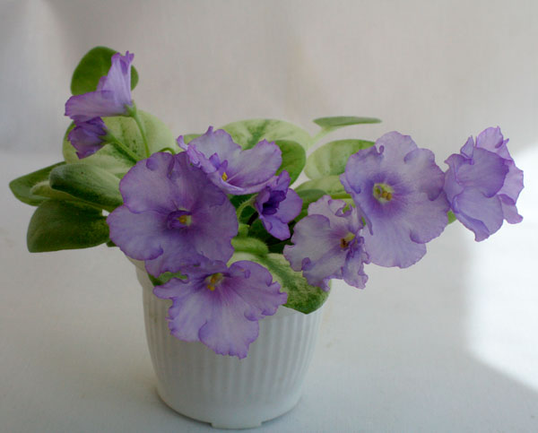 Н-Ветер над Островами