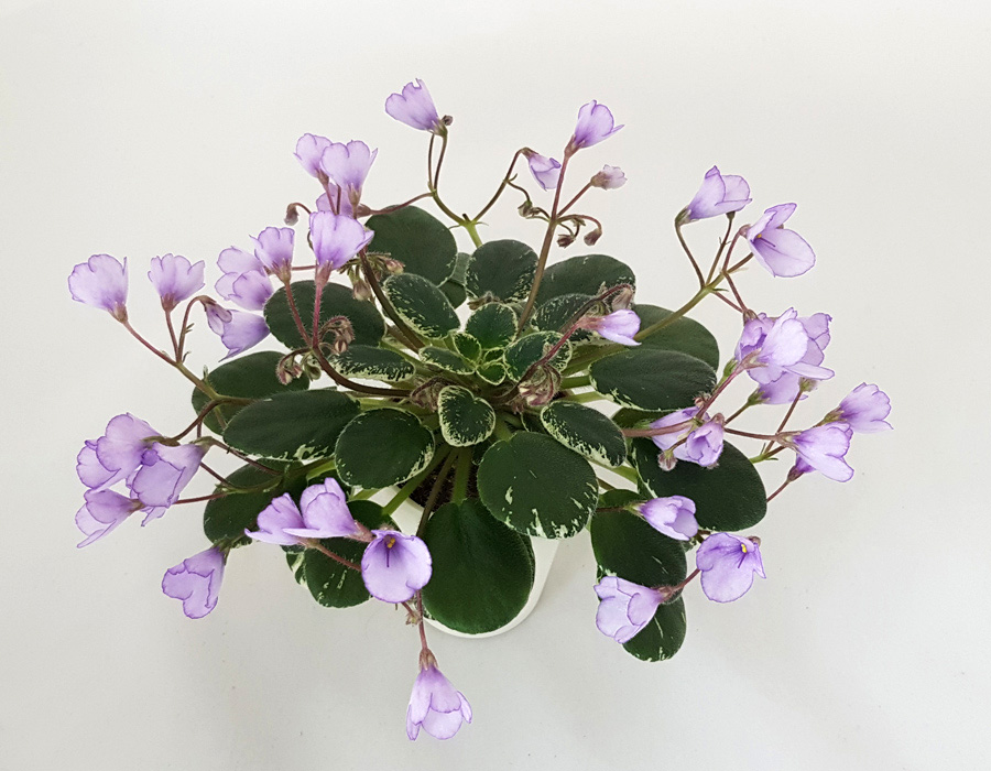 Sky Bells1.jpg