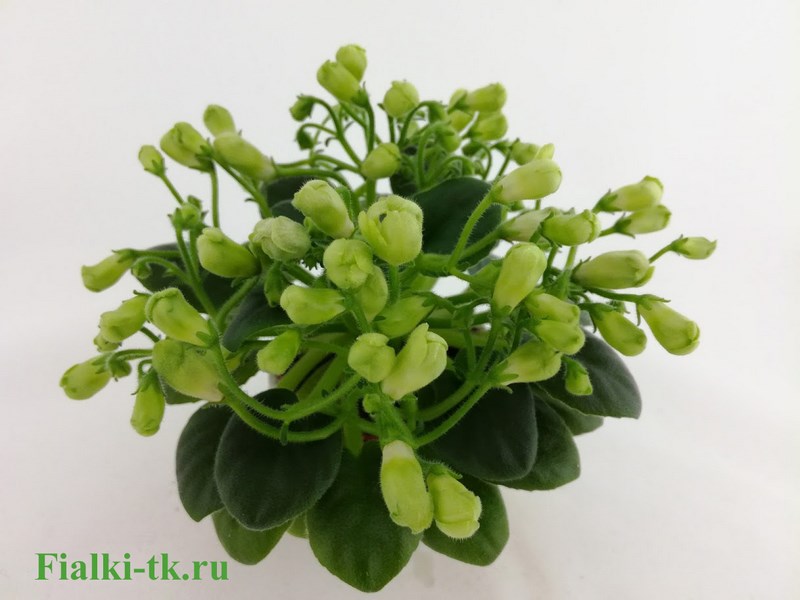 Emerald Bell