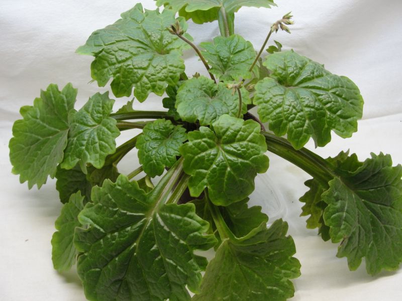P. tabacum.jpg