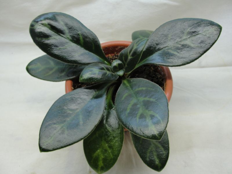 Primulina minutimaculata.jpg