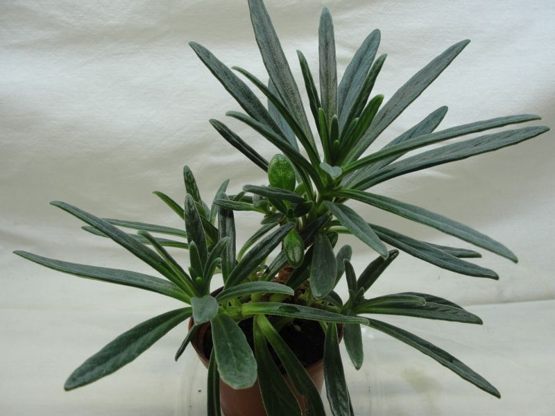 P. linearifolia.jpg