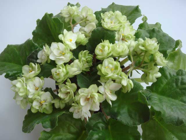 ЛЕ-Купава.jpg