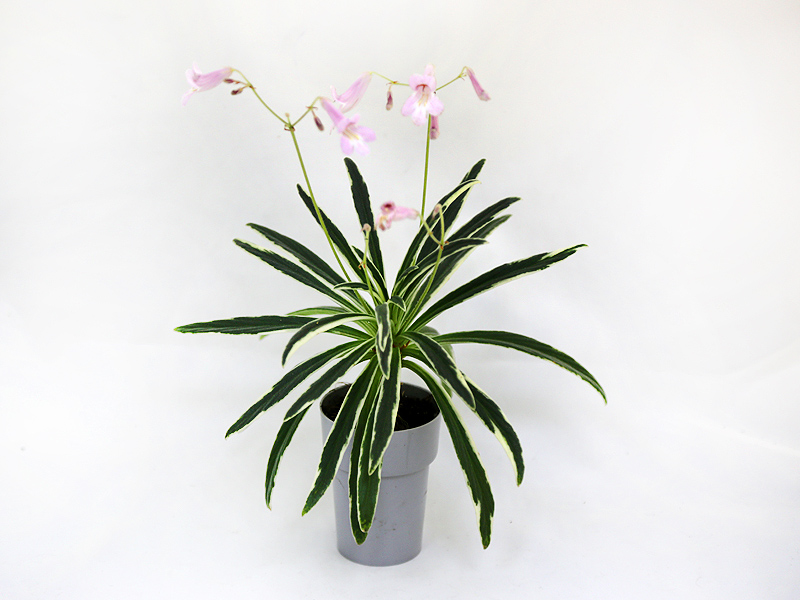 2 - Примулина Primulina linearifolia variegated. И.Рачков.jpeg