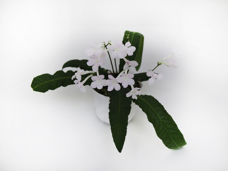 2 - Heartland's Snowflakes (D.Martens)  Е.Павлова.jpg