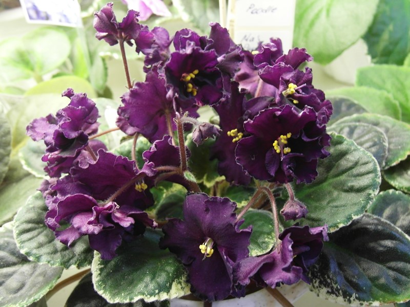 Ma`s Purple Poodle.JPG