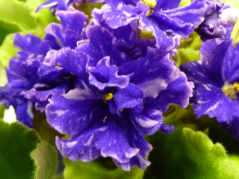 Grape Glory (Тельных).jpg
