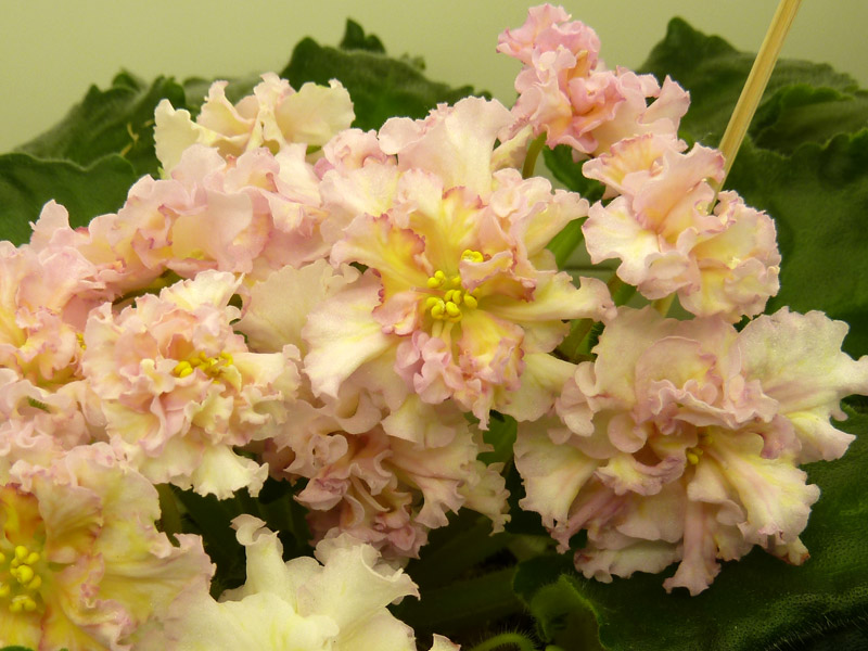 ЛЕ-Злато Скифов (Прудкова).jpg