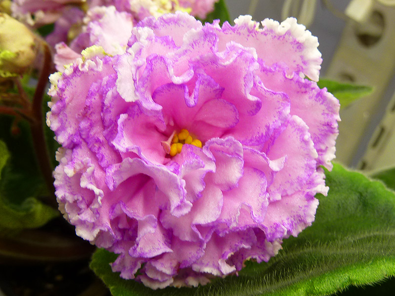 ПТ-Джулия (Киселева).jpg