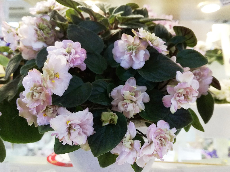 Opera Doc (Галицкая).jpg