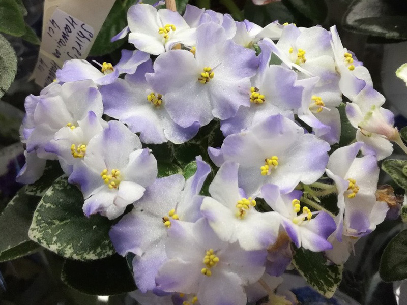 Shirl's Hawaiian Lei (Клещукова).jpg