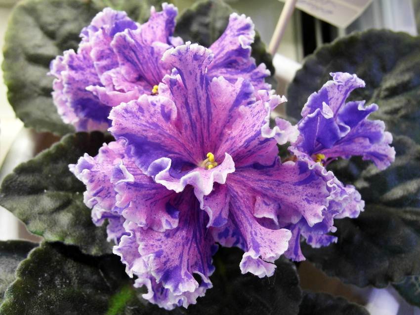 ПТ-Луиза (Стуленкова).JPG