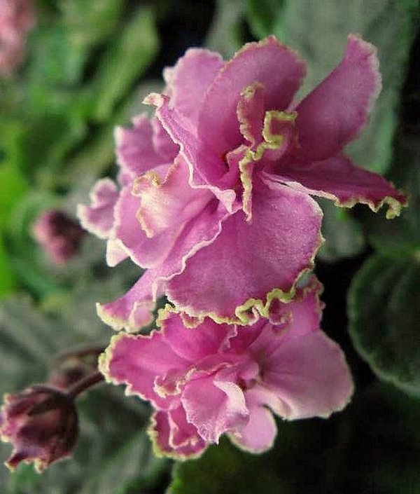 Конфетка-(Макуни).jpg