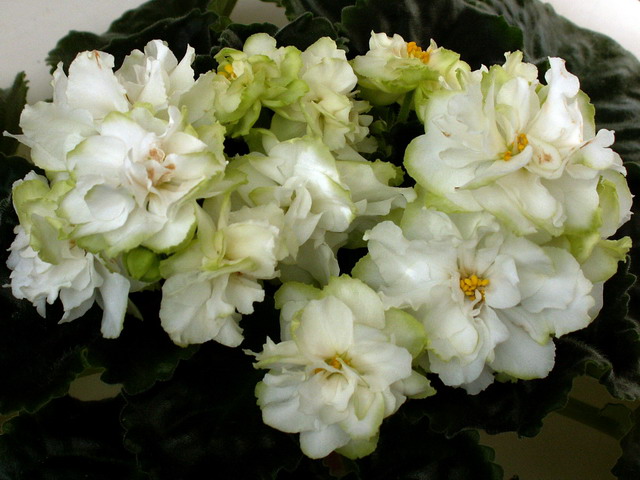 Spring Rose.jpg