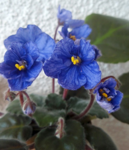 Hybrid_BFO_301.JPG