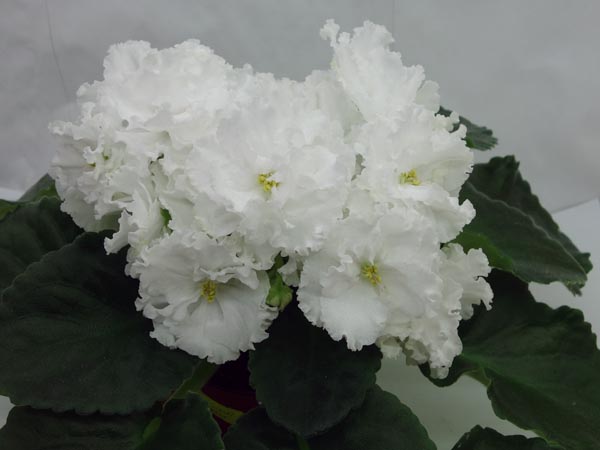 ЕК-Зимний Букет.jpg