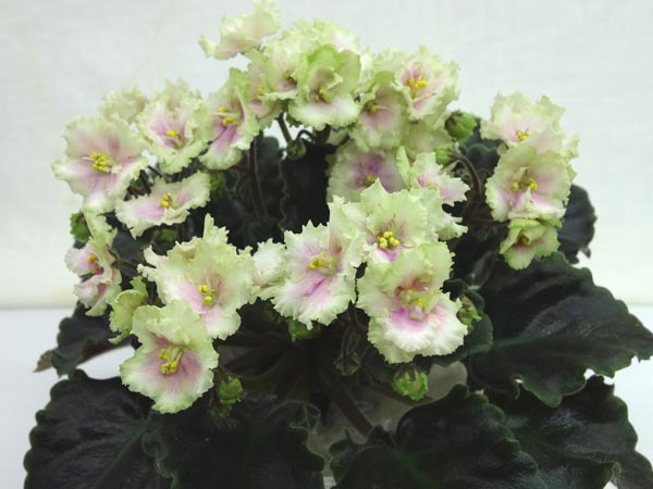 Allegro Watermelon Ruffles.jpg