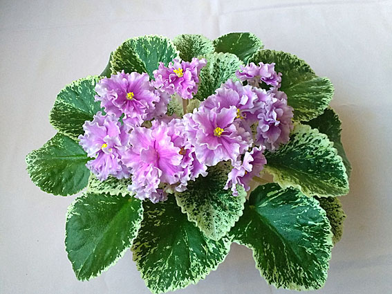 ЛЕ-Грёзы Султана.jpg