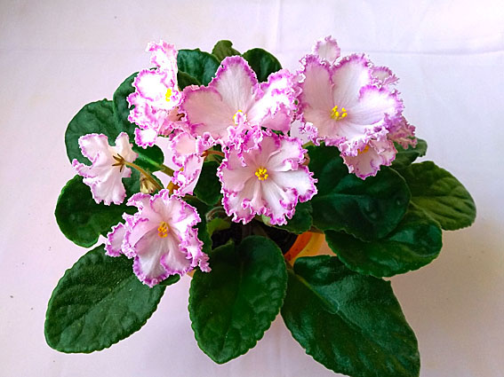 KZ-Майя Плисецкая.jpg