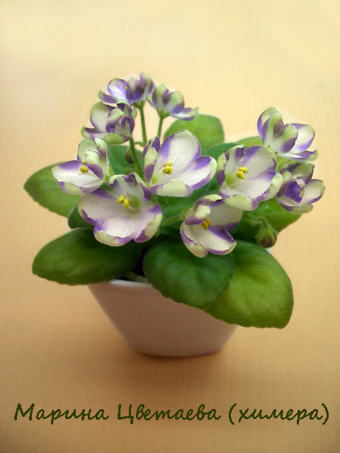 Марина Цветаева химера.jpg