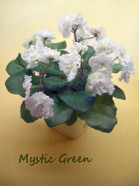 Mystic Green.jpg