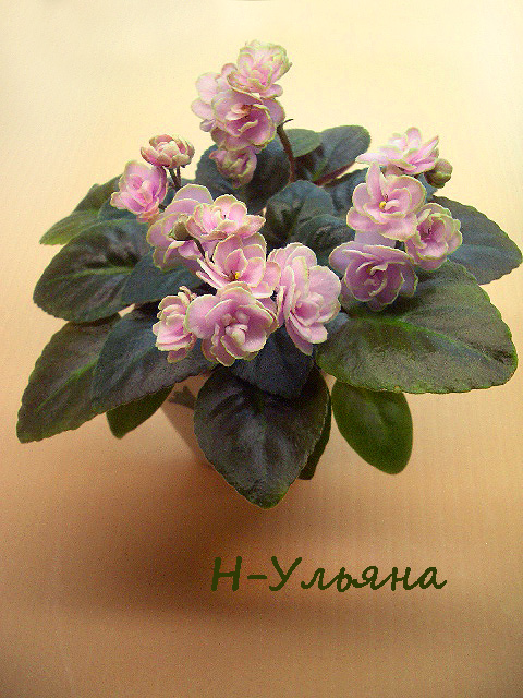 Н-Ульяна.jpg