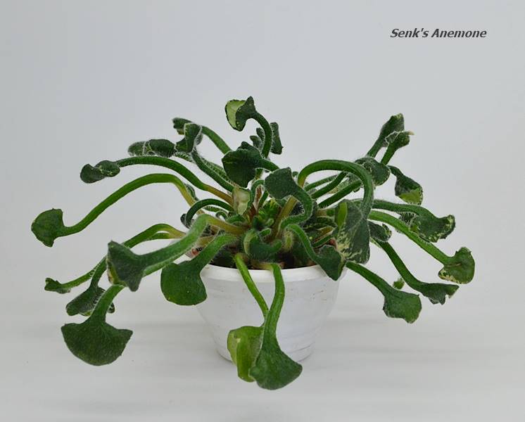 Senk's Anemone 1.JPG