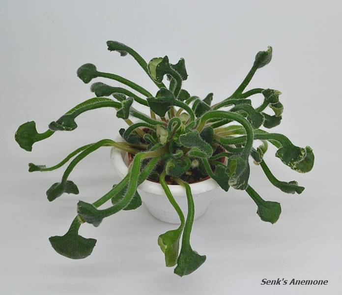 Senk's Anemone.JPG