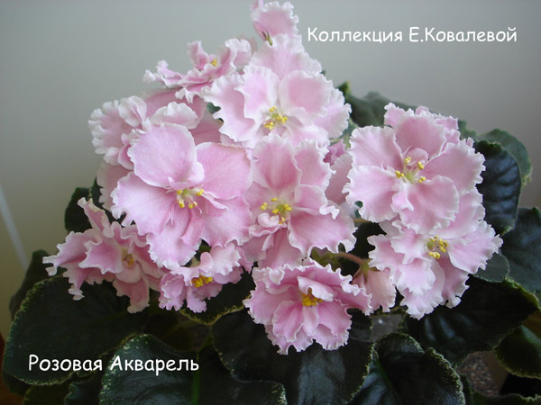 Розовая-Акварель11.jpg