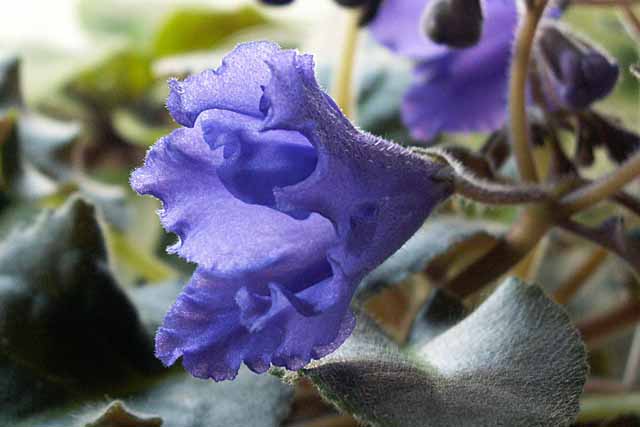 Senk's Big Bells