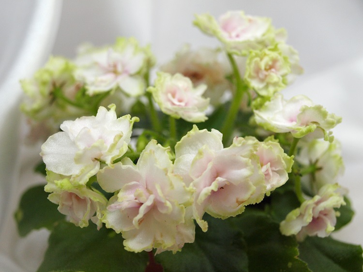 Morgan's Drifter's Rose.jpg