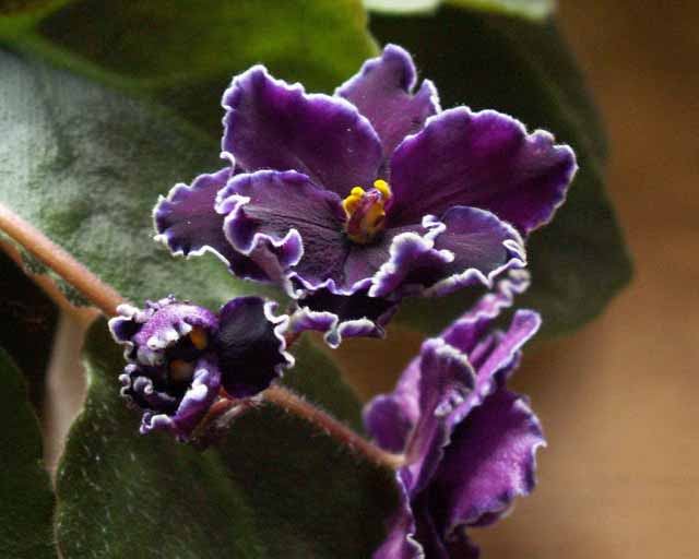Purple Frost