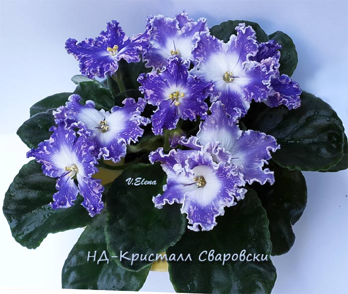 нд_кристалл_сваровски.jpg