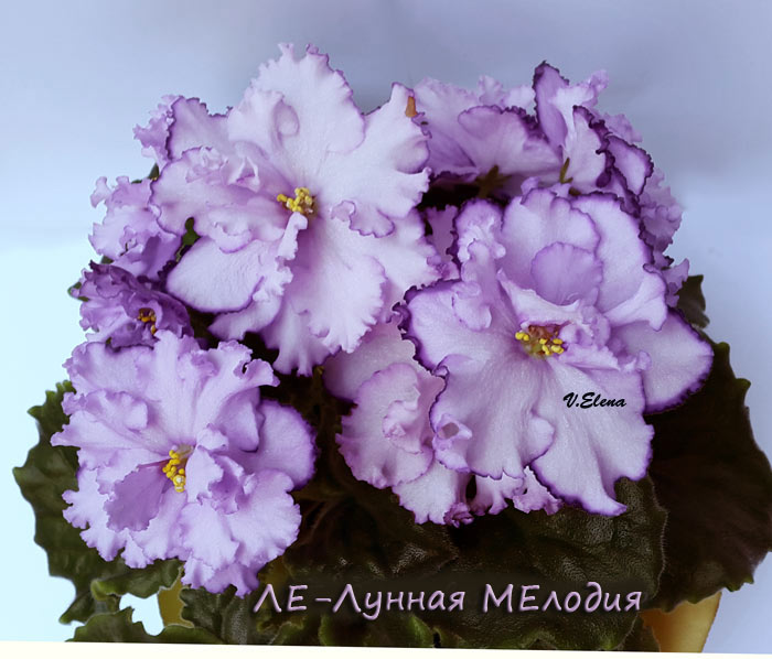 ле_лунная_мелодия.jpg