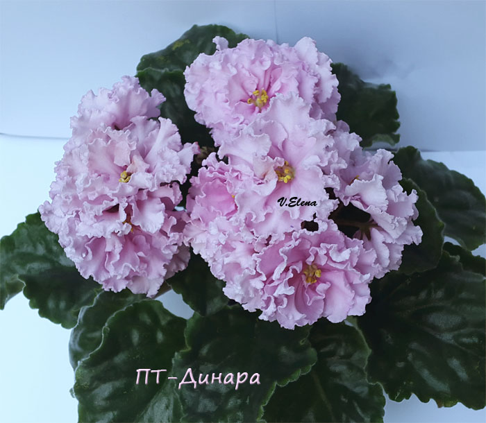 пт_динара.jpg