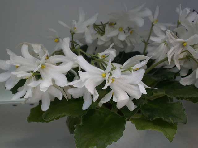 Lunar Lily