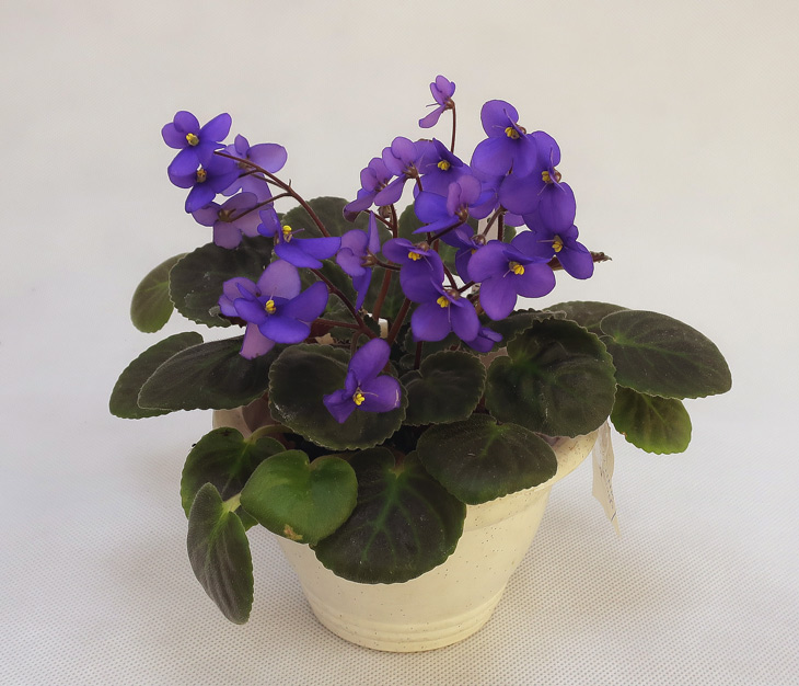 S.-diplotricha-Parker-(Дом-.jpg