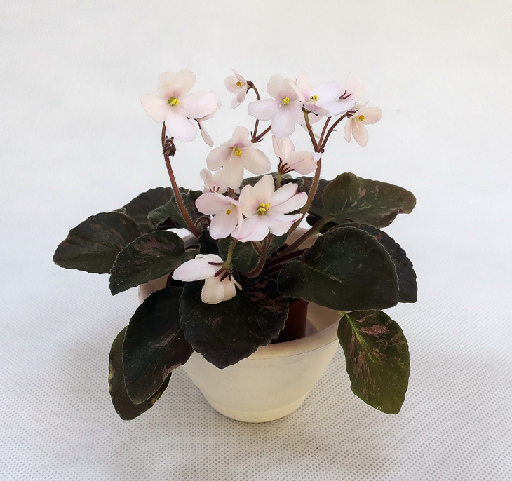 S.-diplotricha-variegata-(С.jpg