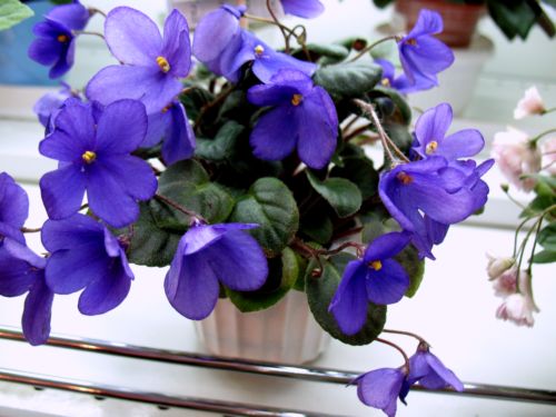 Calico Blue Trail.jpg
