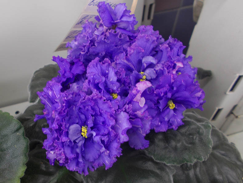 Фёдорова_ПТ-Виктори.jpg