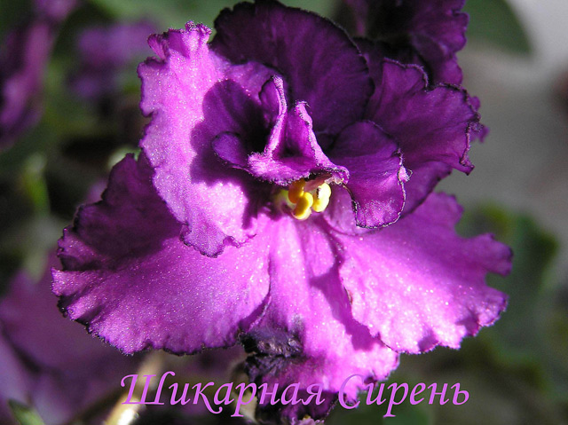 Шикарная Сирень (Макуни)