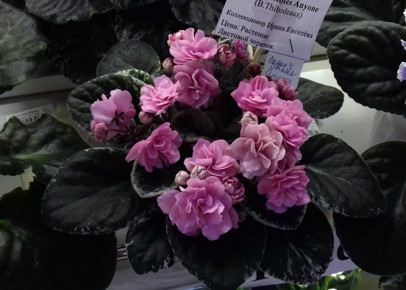 Cajun's-Roses-Anyone-Киселе.jpg