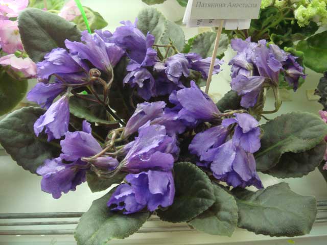 Senk's-Big-Bells.jpg