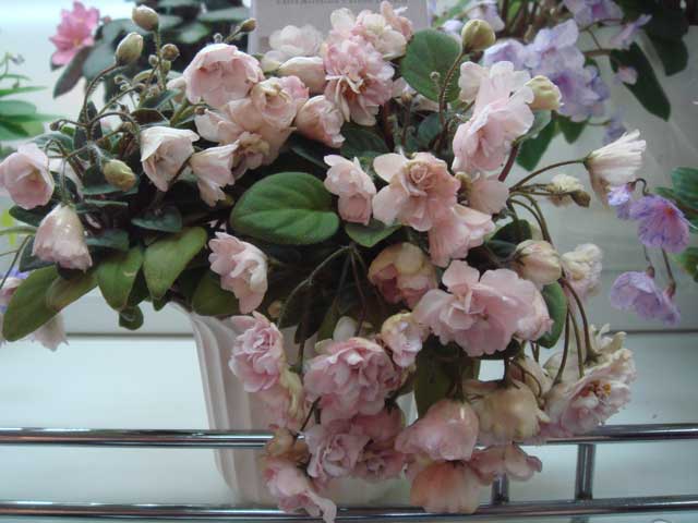 Pink-Mint.jpg