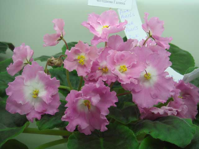 Pink-Pearls.jpg