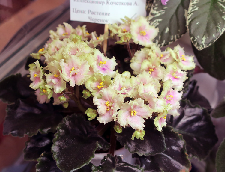 Allegro-Watermelon-Ruffles-.jpg