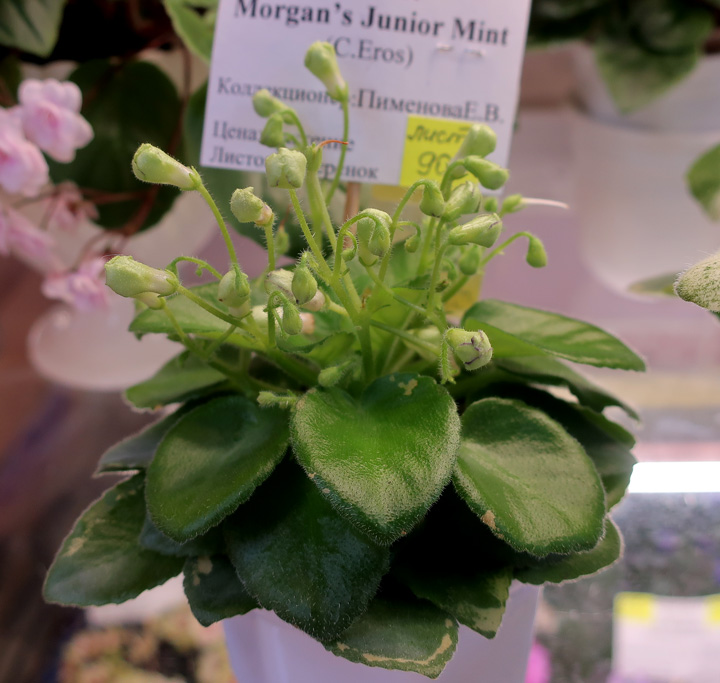 Morgan's-Junior-Mint (Пименова).jpg