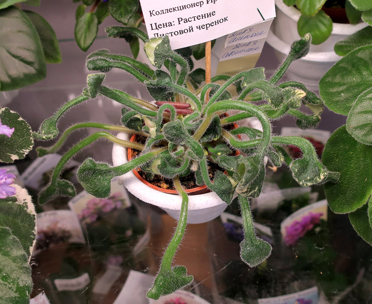 Senk's-Anemone-(Киселёва).jpg