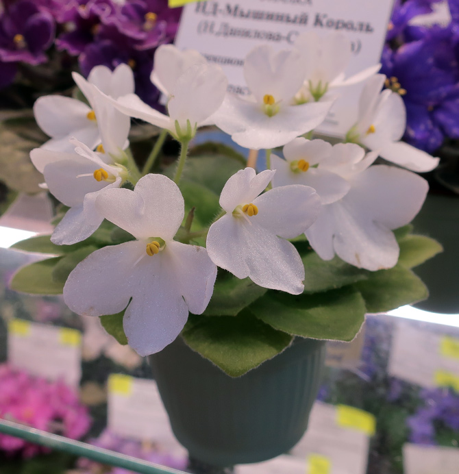 НД-Мышиный-Король-(Морозова.jpg