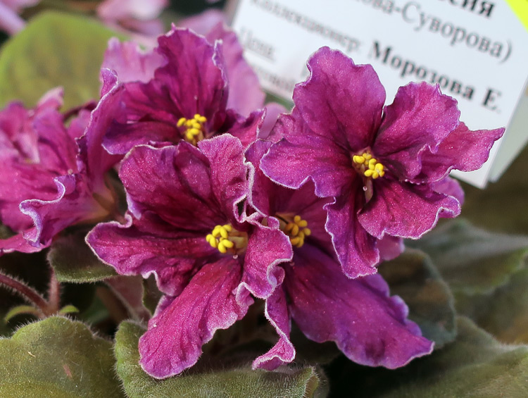 НД-Экспрессия-(Морозова).jpg